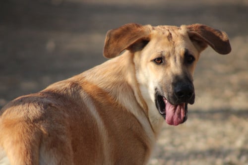 Alora Dog Rescue: Paco, speels, ondeugend en vrolijk