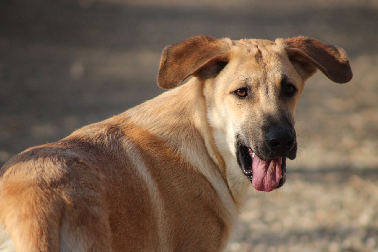 Alora Dog Rescue: Paco, speels, ondeugend en vrolijk