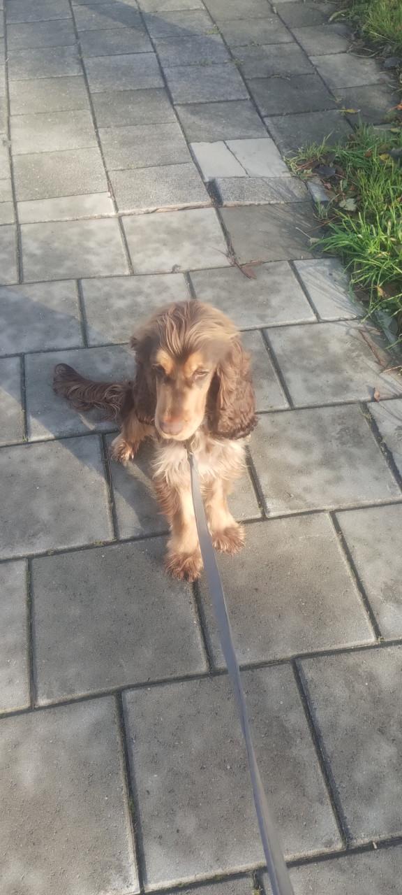 Engelse cockers spaniel