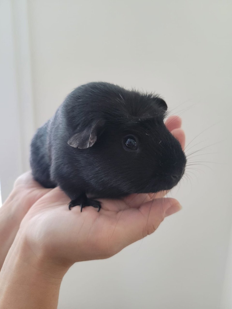 2 vrouwtjes cavia's (half jaar oud) met hok en toebehoren