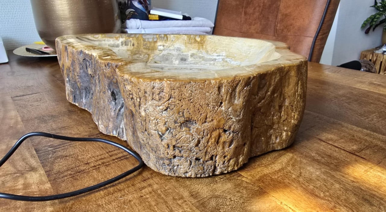Schaal van versteend hout
