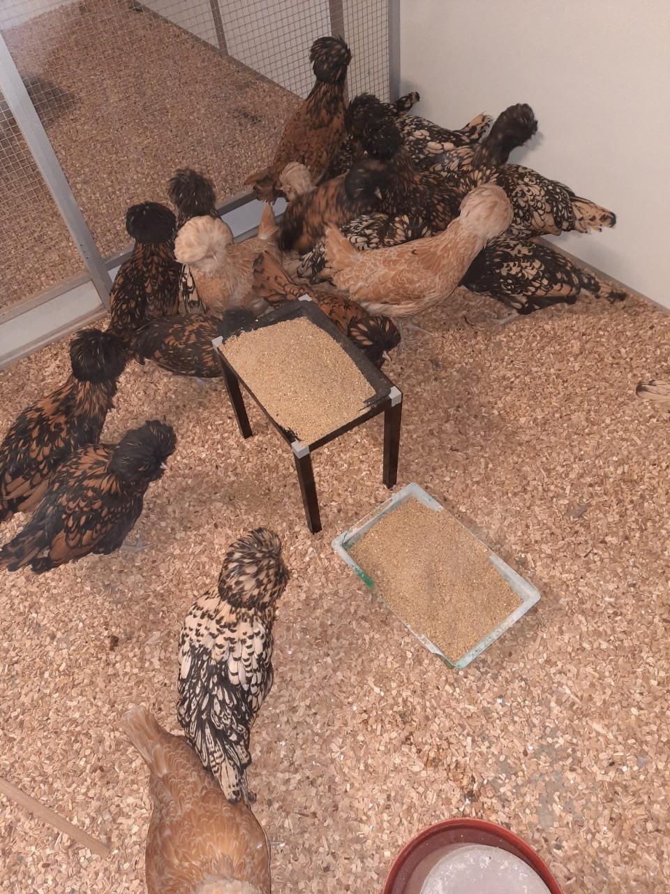 Ruime keuze uit allerlei rassen kippen