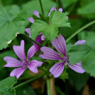 Zaden Klein Kaasjeskruid - Malva Neglecta