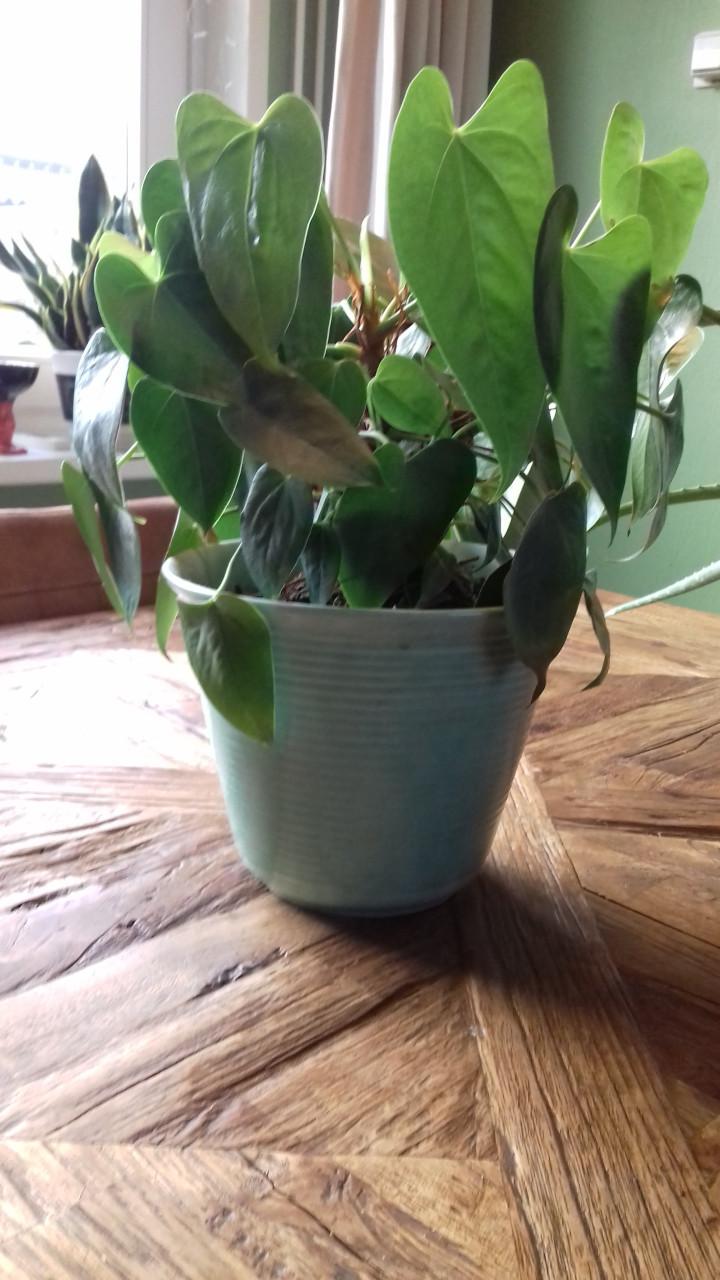 Mooie Aloë Vera plant met jaren 60 lava pot