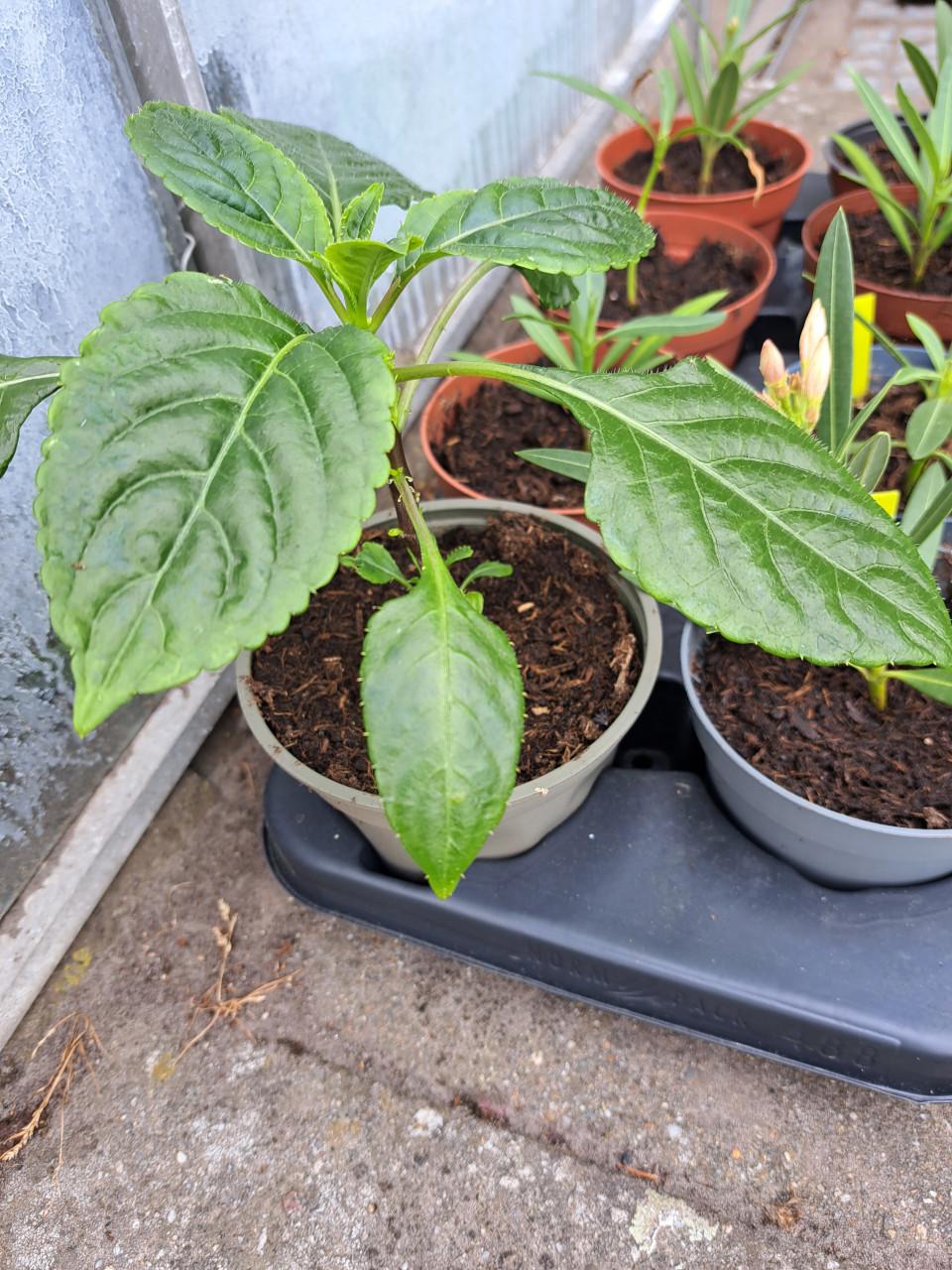 VERSCHILLENDE TUINPLANTEN