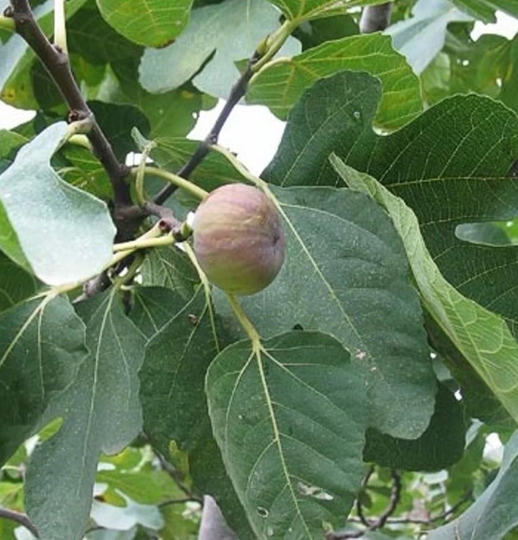 Twee vijgenbomen gratis