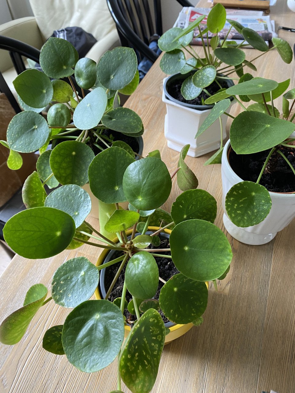 Pannekoekplanten voor binnen in huis,zonder sierpot