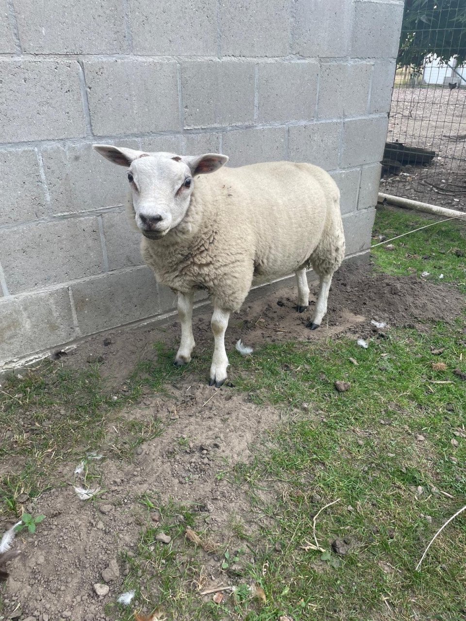 Texelaar schapen