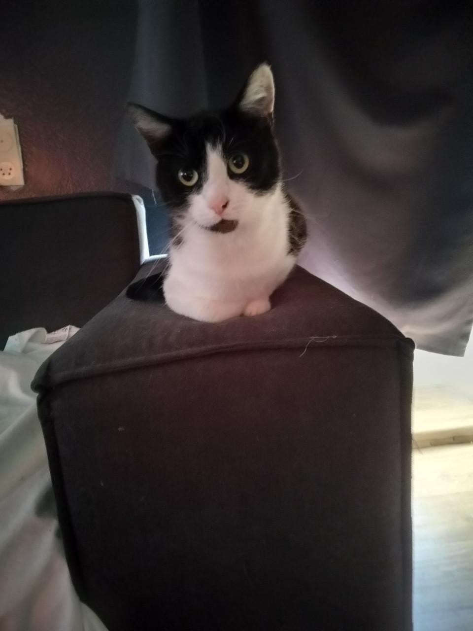 2 katers gratis afhalen