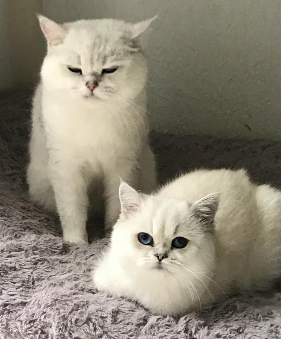 Brits korthaar poes en kater beschikbaar voor een goed en fijn thuis