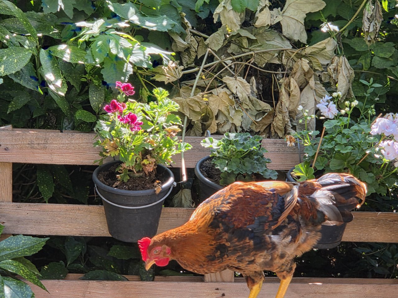 Prachtige Araucana haan