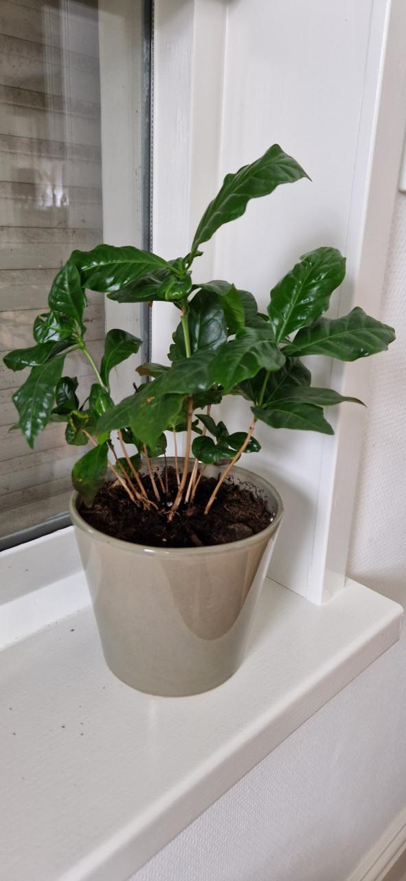 Plantje met pot