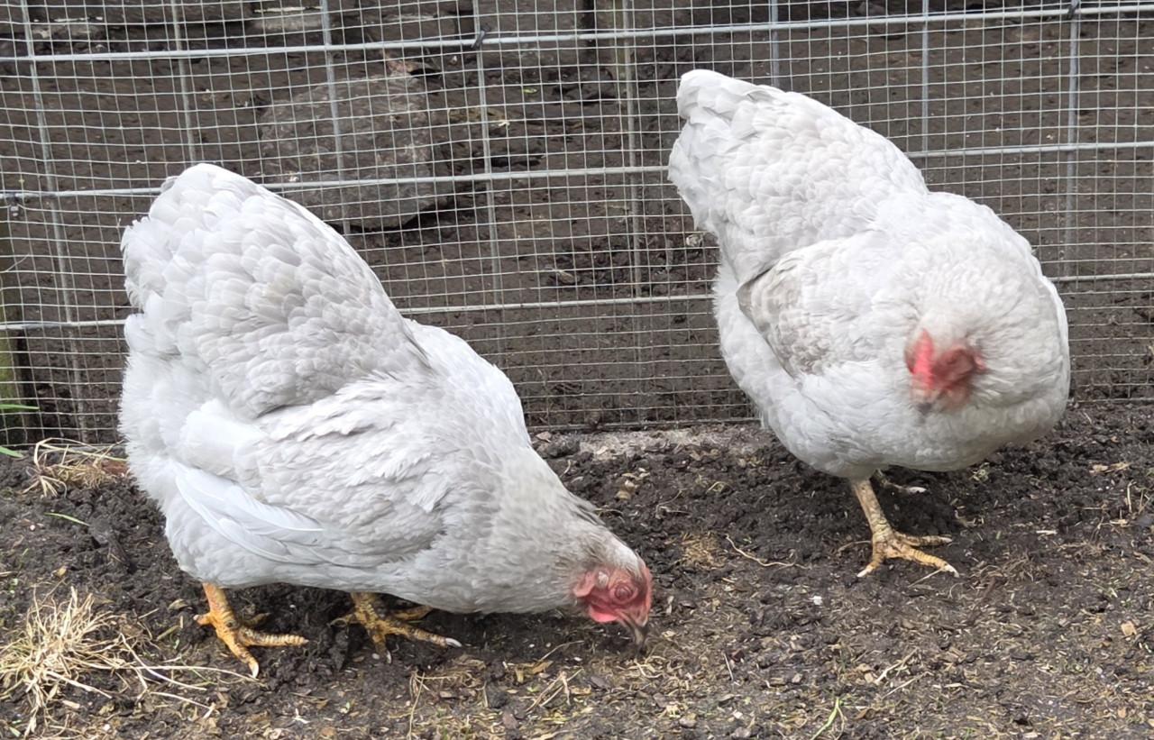 2 wyandotte kriel hen + New hampshire haan
