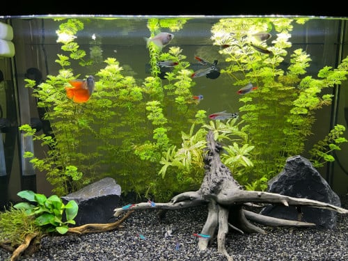 Aquariumvissen