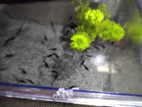 Jonge black mollies