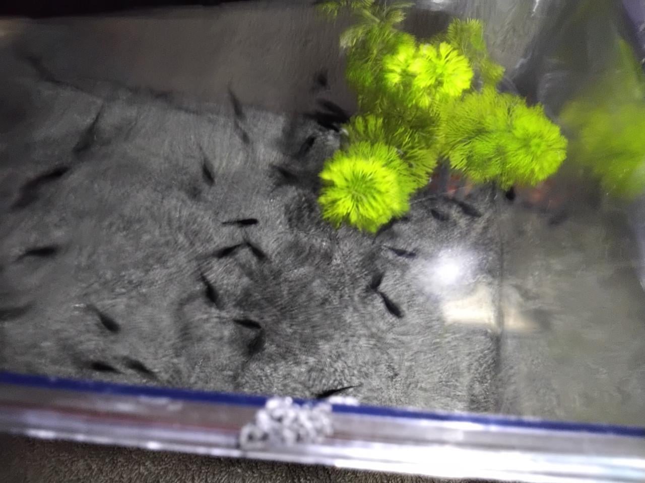 Jonge black mollies