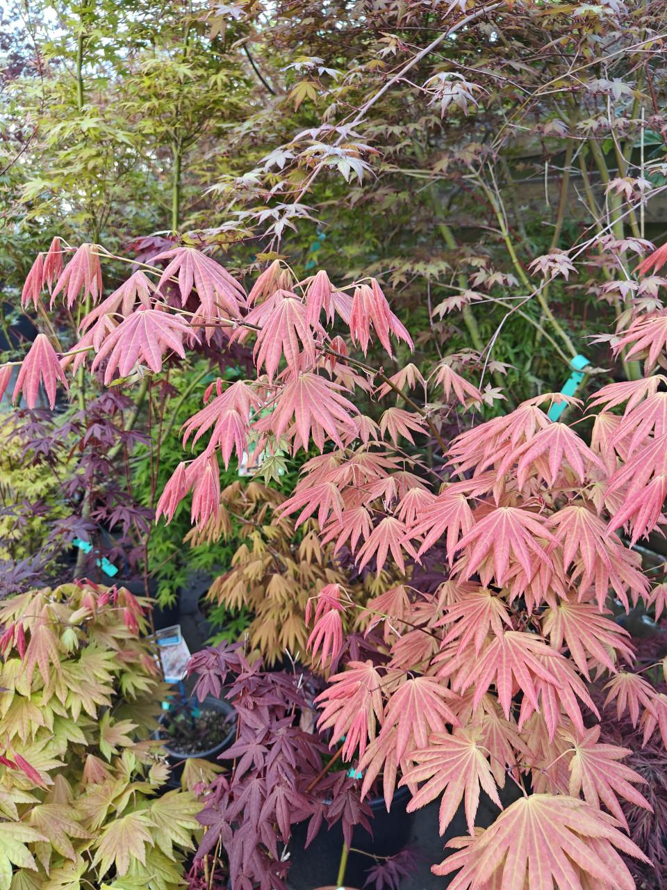Japanse esdoorn Acer palmatum te koop