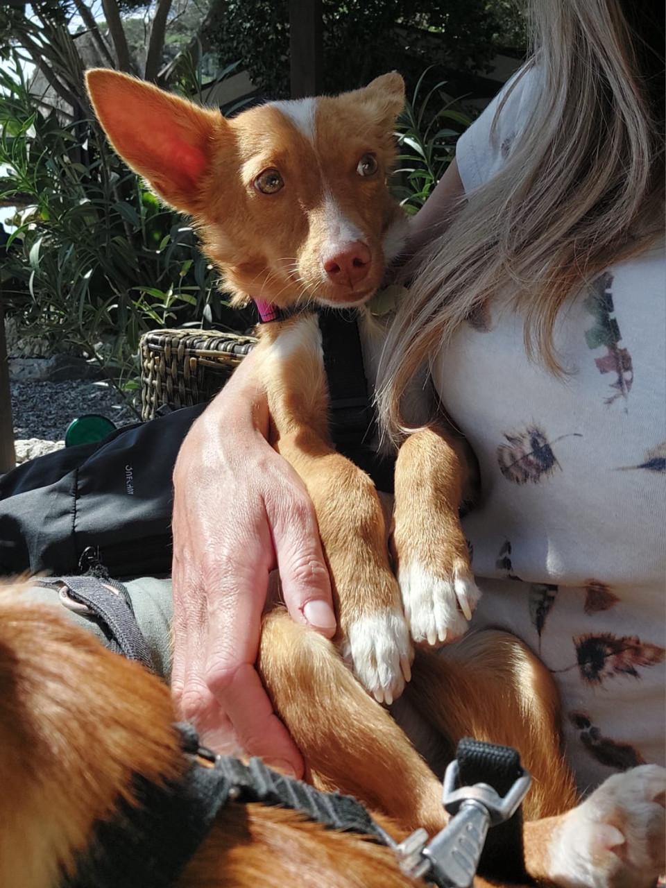 Lennie en Lennox zoeken een lief baasje!