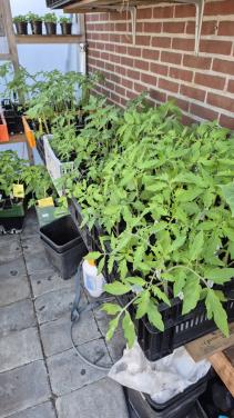 Tomatenplantjes