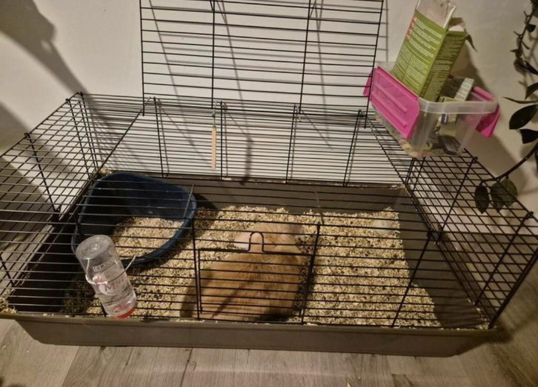 Leeuwenkopkonijn vrouwtje