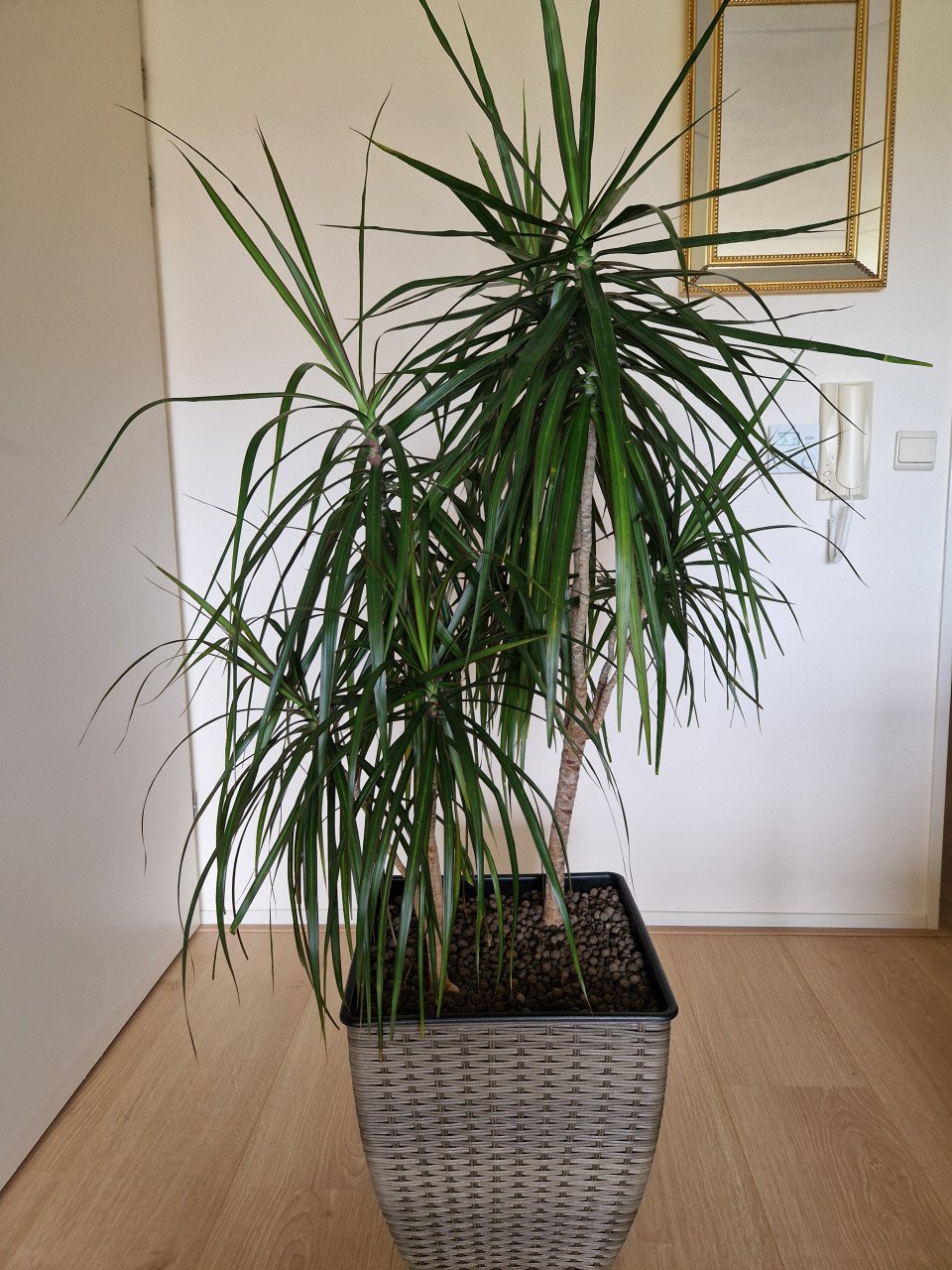Kamerplant