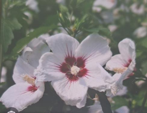 Hibiscus wit