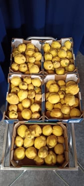Mooie biologische kweeperen aangeboden, grote peren voor €1,50 per kilo