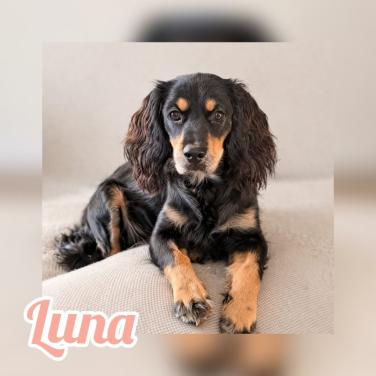 Luna zoekt een nieuw thuis