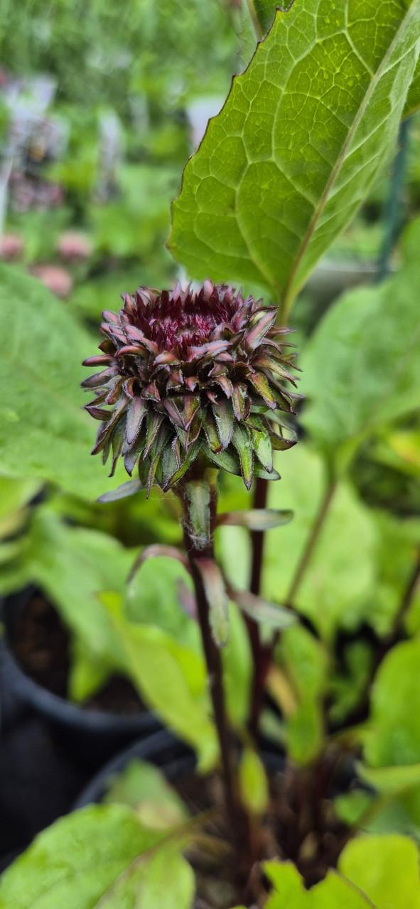 Vaste planten 2 literpot bio