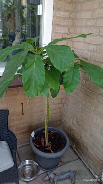 Avocado 🥑 plant