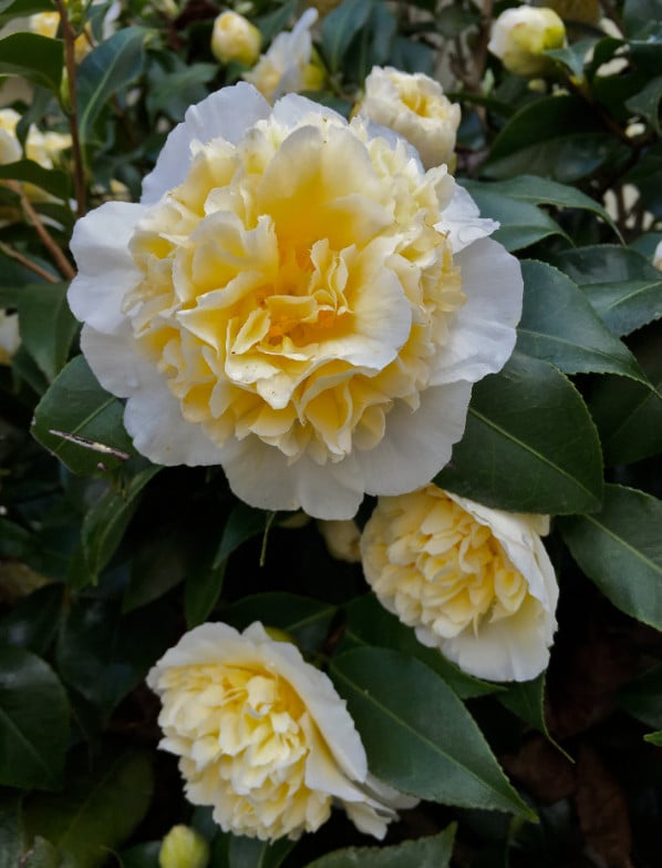 Camelia Brushfield yellow ca 100 cm