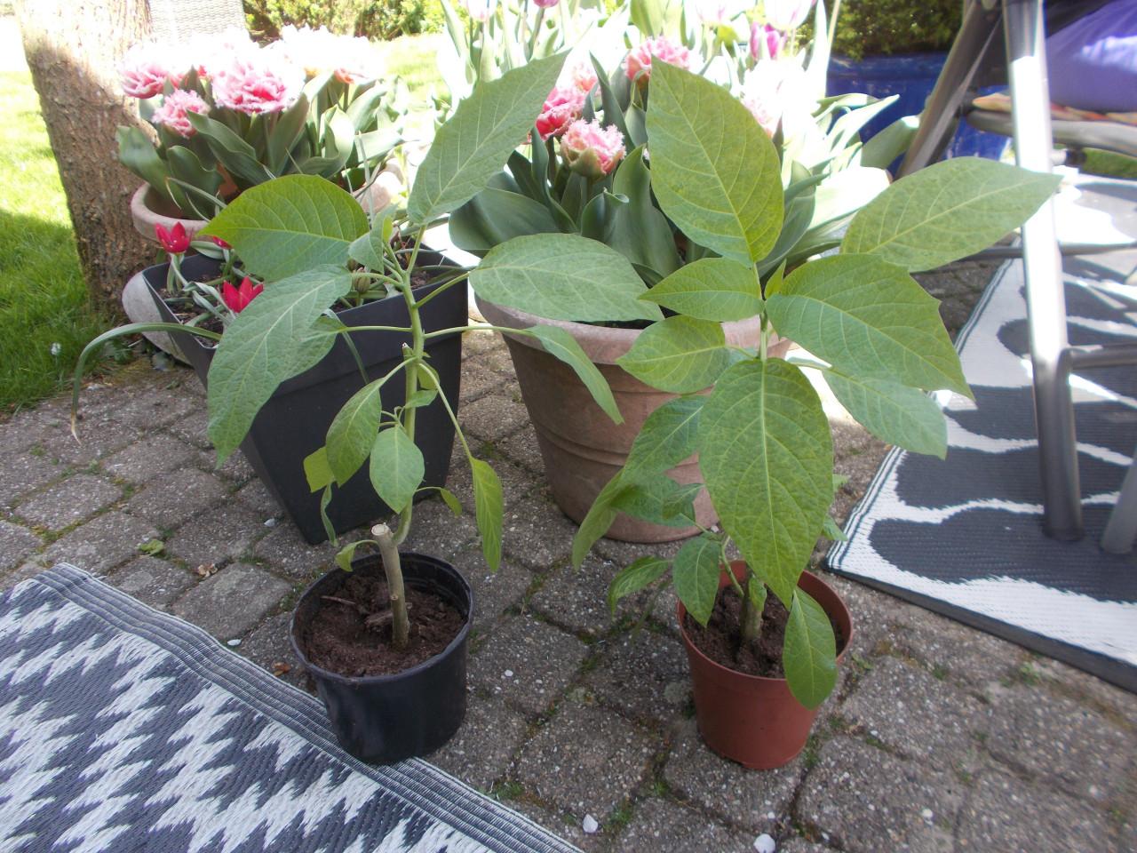 BRUGMANSIA /  Engelen trompetbloem planten