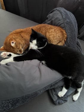 2 lieve katers zoeken nieuw huis
