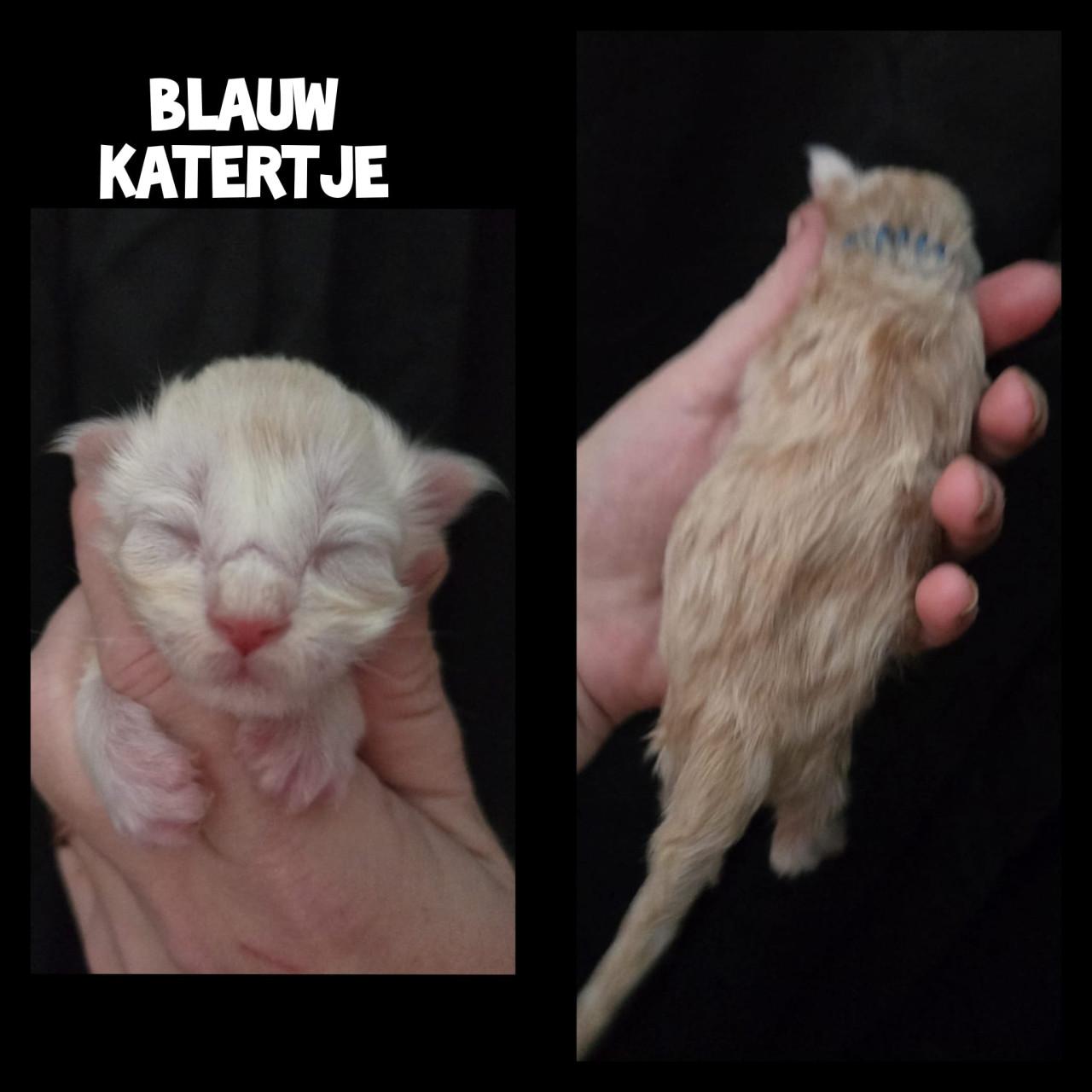 Maine coon kittens met stamboom