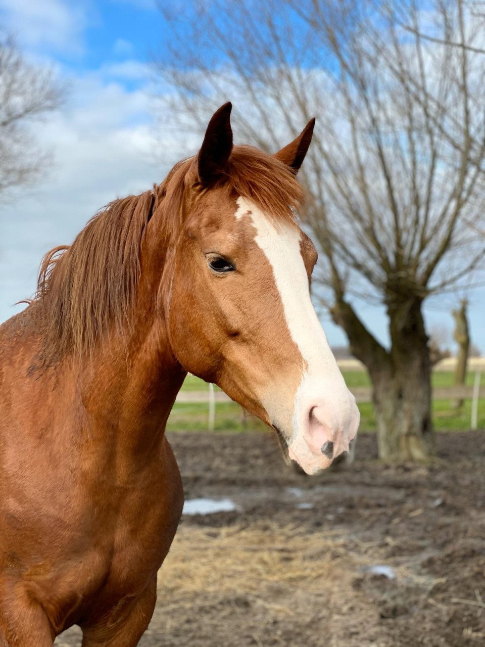 Fijne recreatie paarden te koop