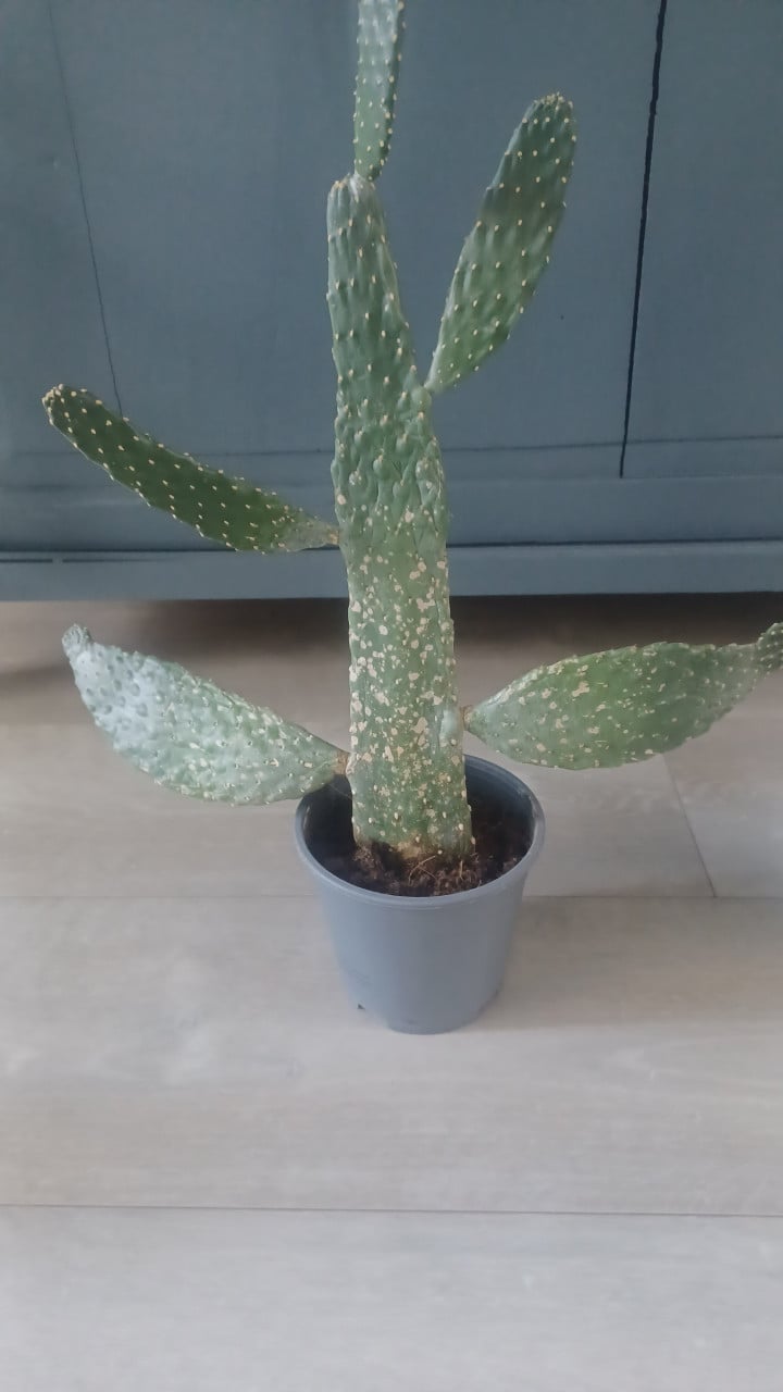 Cactussen