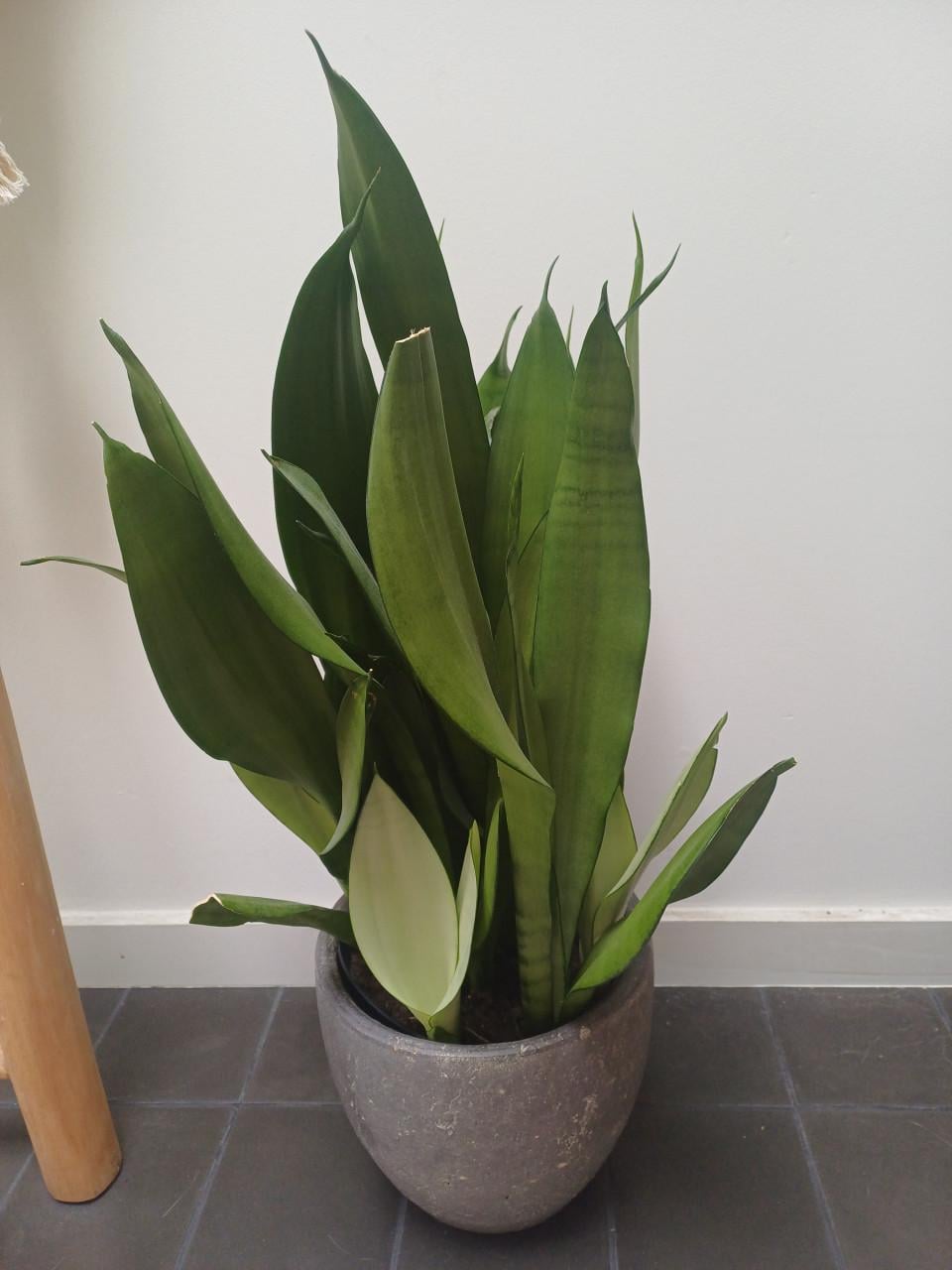 Prachtige volgroeide STEKKEN van de Sansevieria Moonshine
