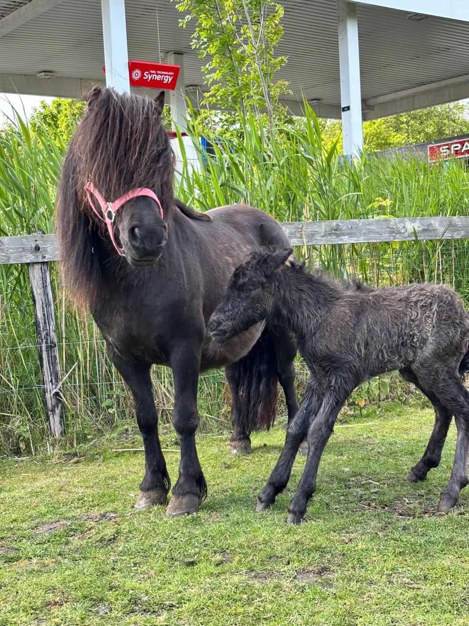 Te koop merrie met merrie veulen