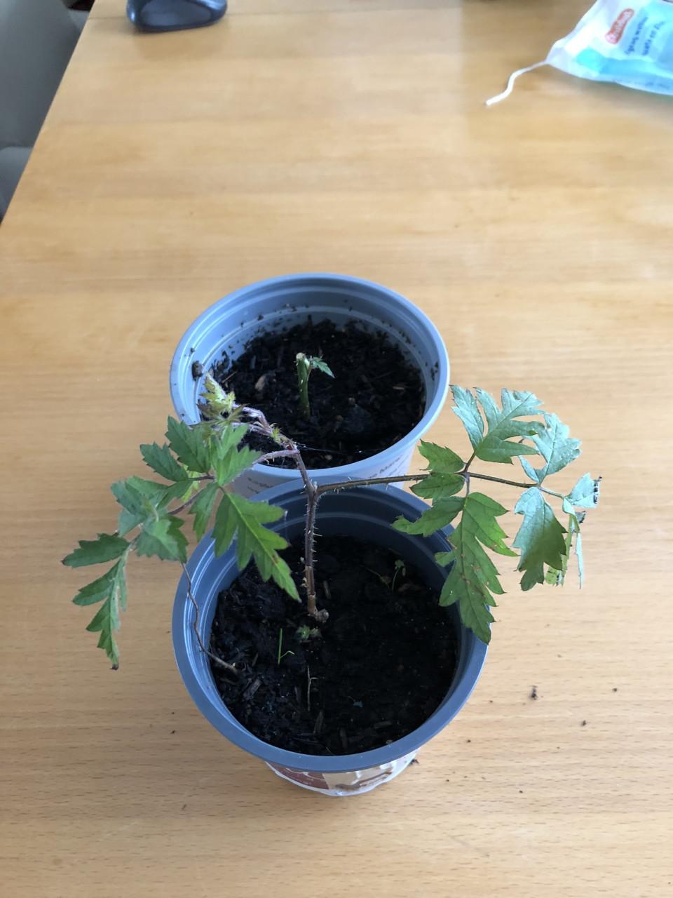 Te koop stekken van de braam.(vers).