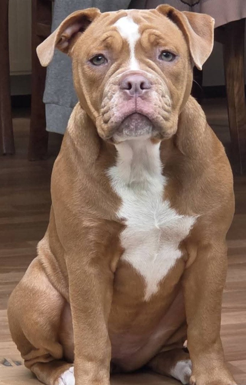 Old English Bulldog pup 15weken