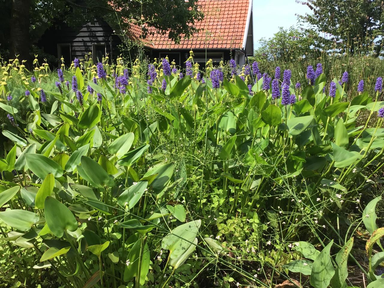 Mooie Vijverplant Snoekkruid