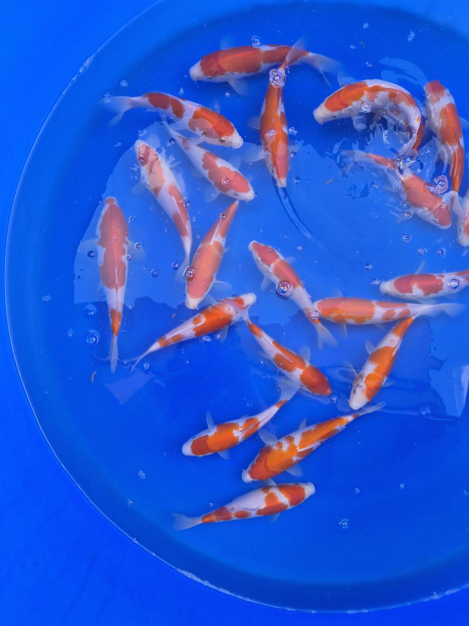 Genjiro kohaku tosai koi