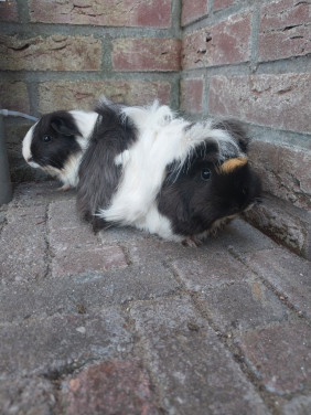 2 vrouwtjes cavia's  (mogen apart weg)