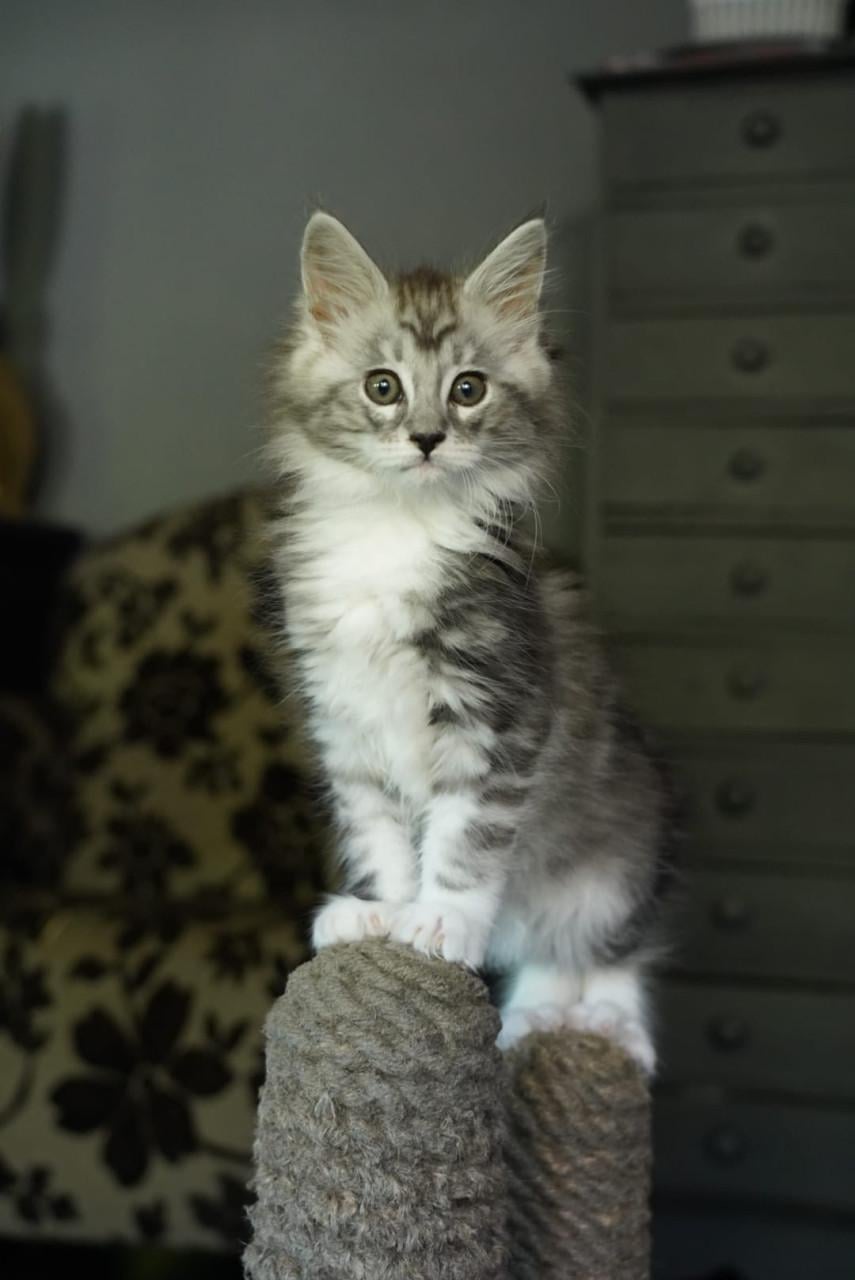 Maine coon poesje 2 stuks