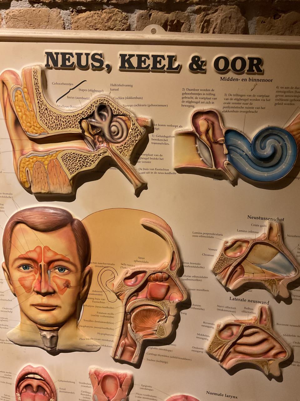 Medische wandkaart Neus , Keel en Oor