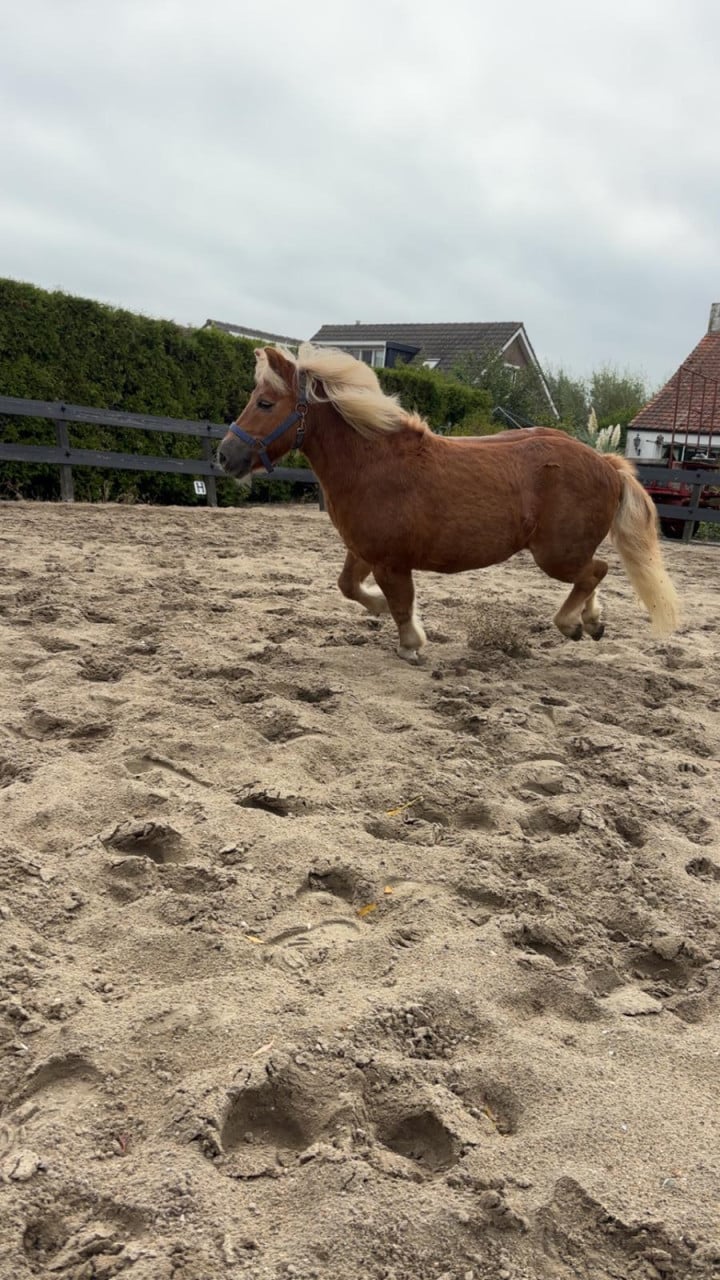 Te koop leuke shetlander