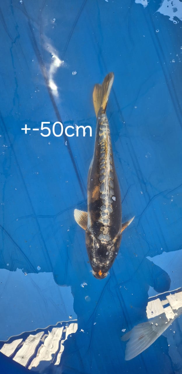 Koi.