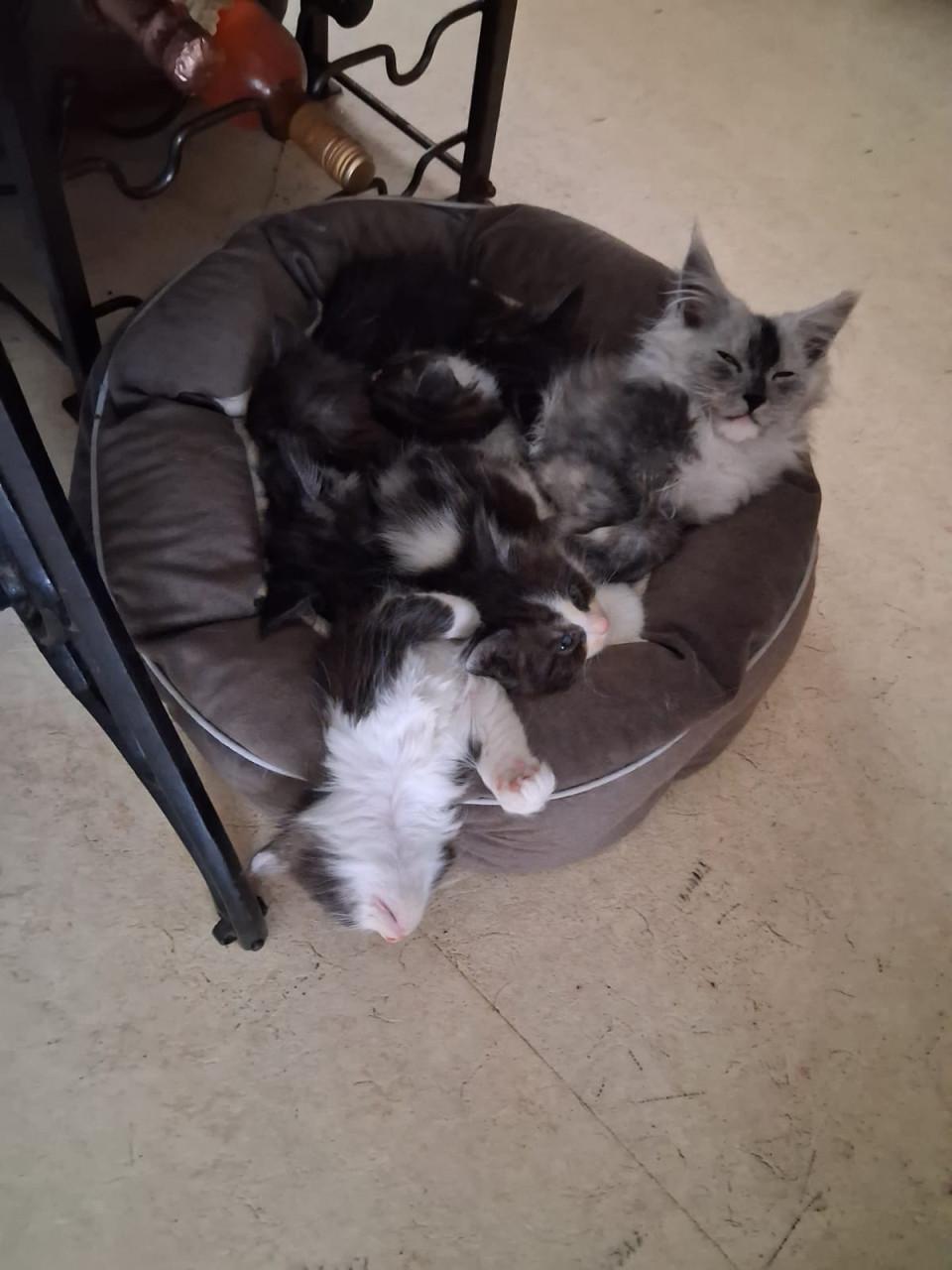Kittens maincoons en Maincoons/Ragdoll