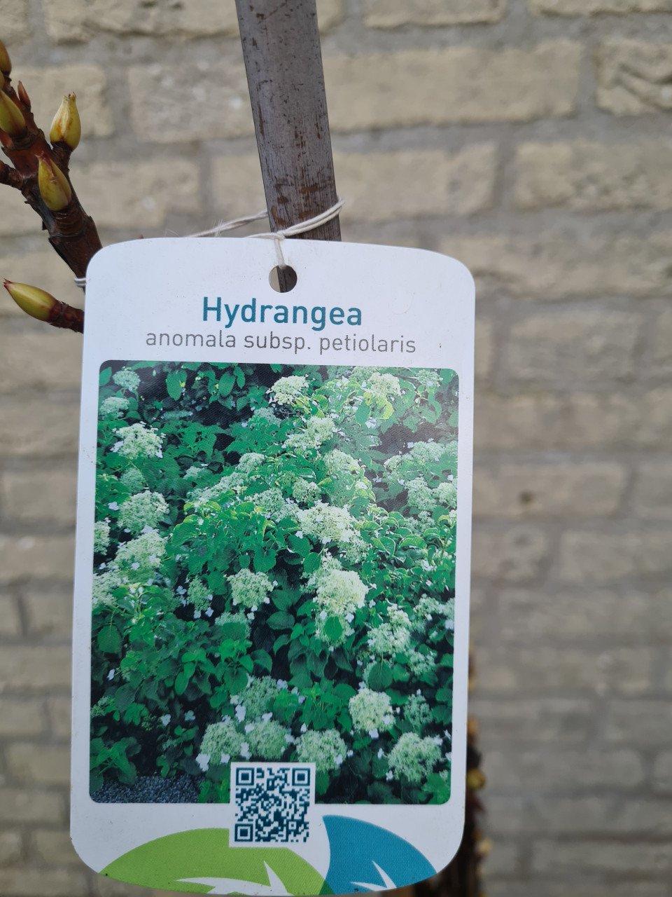 Klimhortensia's 80-100 cm