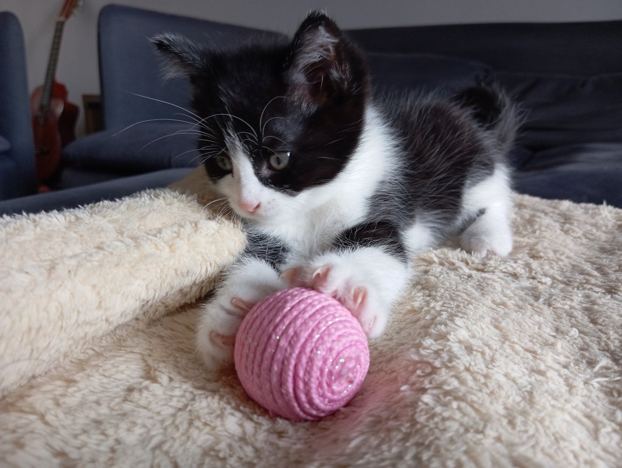 Kitten mannetje